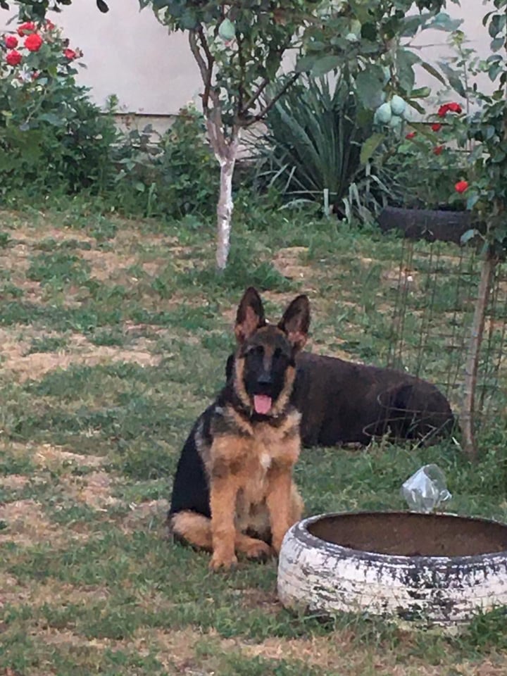 Candy 4 month.jpg